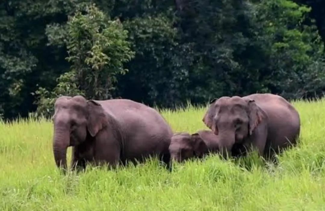 Pakchong Hostel & Wildlife Tour-1