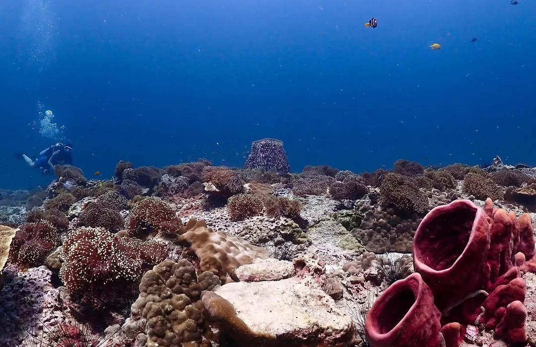 Adang Sea Divers & Eco Lodge-1