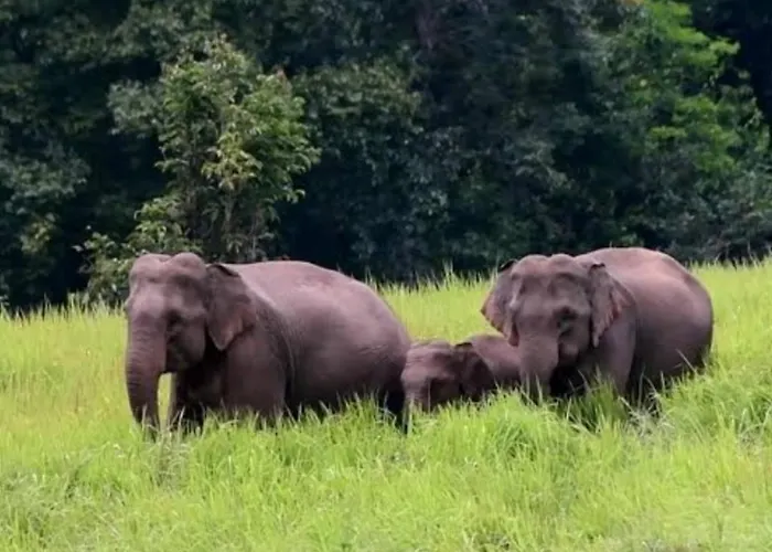 Pakchong Hostel & Wildlife Tour, Thailand