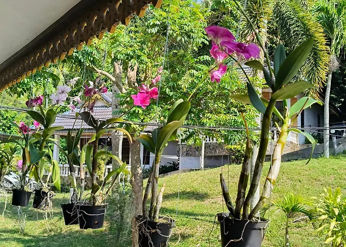 Phangan Orchid